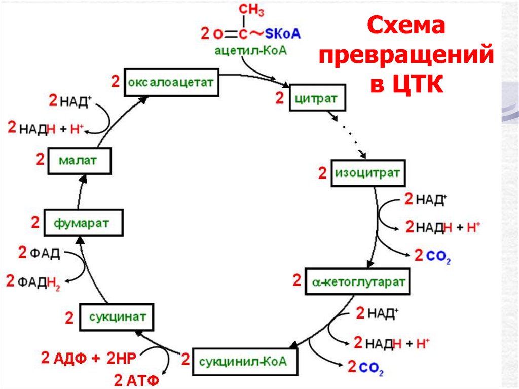 Суммарная реакция цикла трикарбоновых кислот