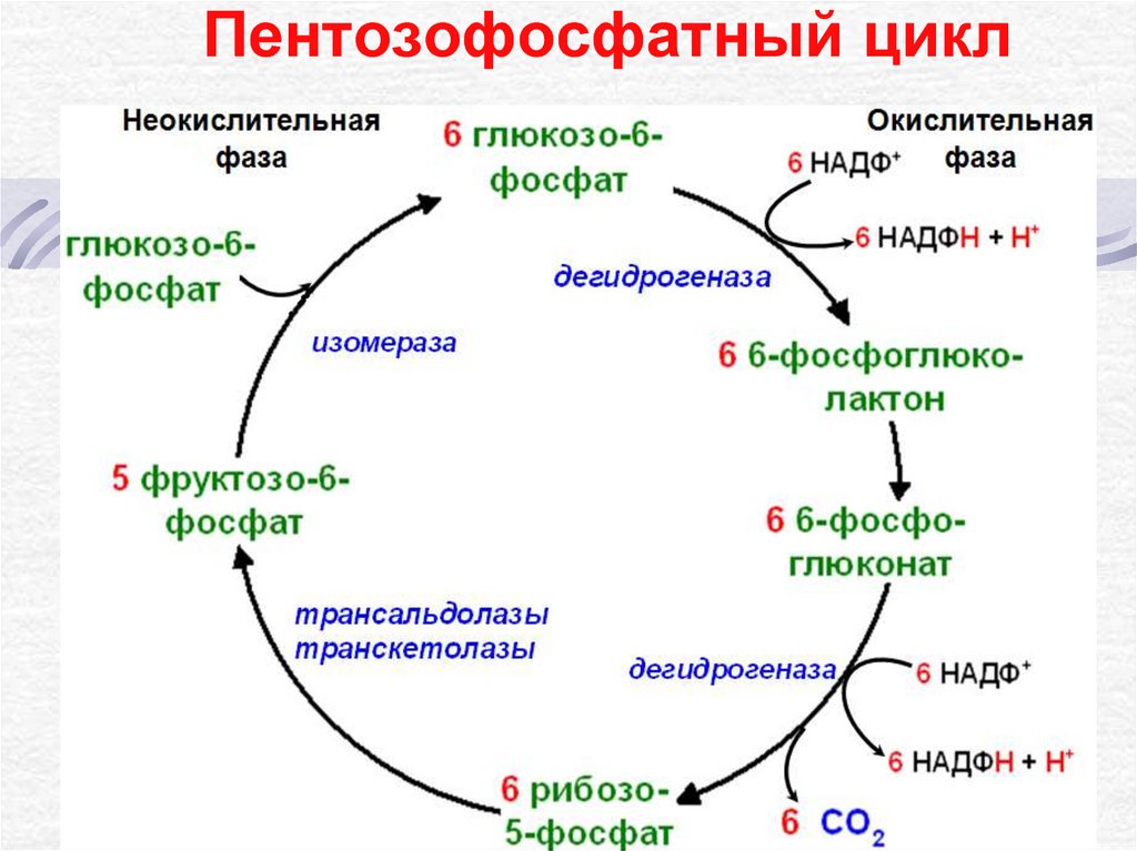 Цикл значение. Пентозофосфатный путь биохимия цикл. Окислительная фаза пентозофосфатного цикла. Схема пентозофосфатного цикла. Схема пентозного цикла.