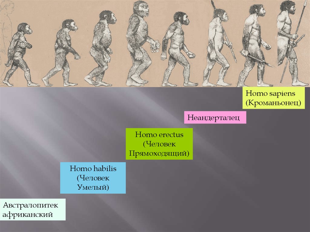 Этапы эволюции человека. Этапы эволюции человека презентация. Ступени развития человечества. Ступени эволюции. Этапы эволюции человека тест 9 класс
