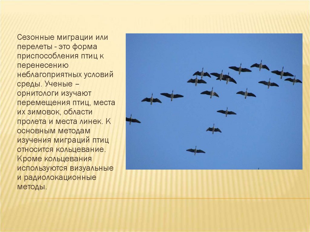 Информация о миграции птиц. Сезонные перелеты птиц. Сезонные миграции птиц. Миграция перелетных птиц. Миграция животных и птиц.