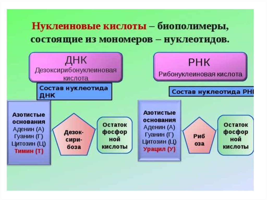 Схема строения нуклеотида рнк