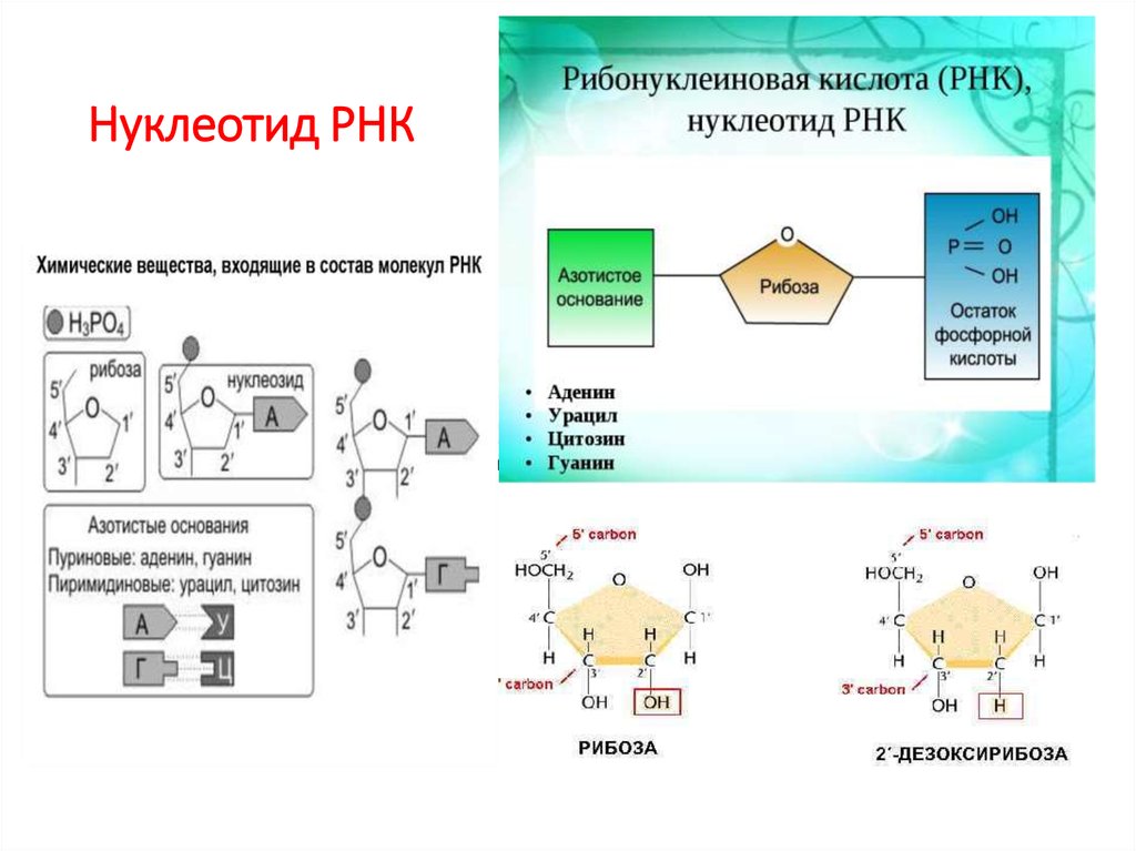 Строение нуклеотида рисунок