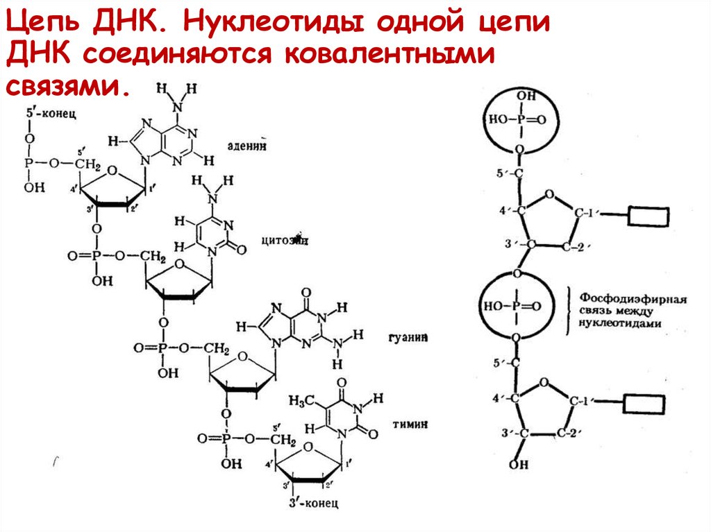 Нуклеотид днк схема