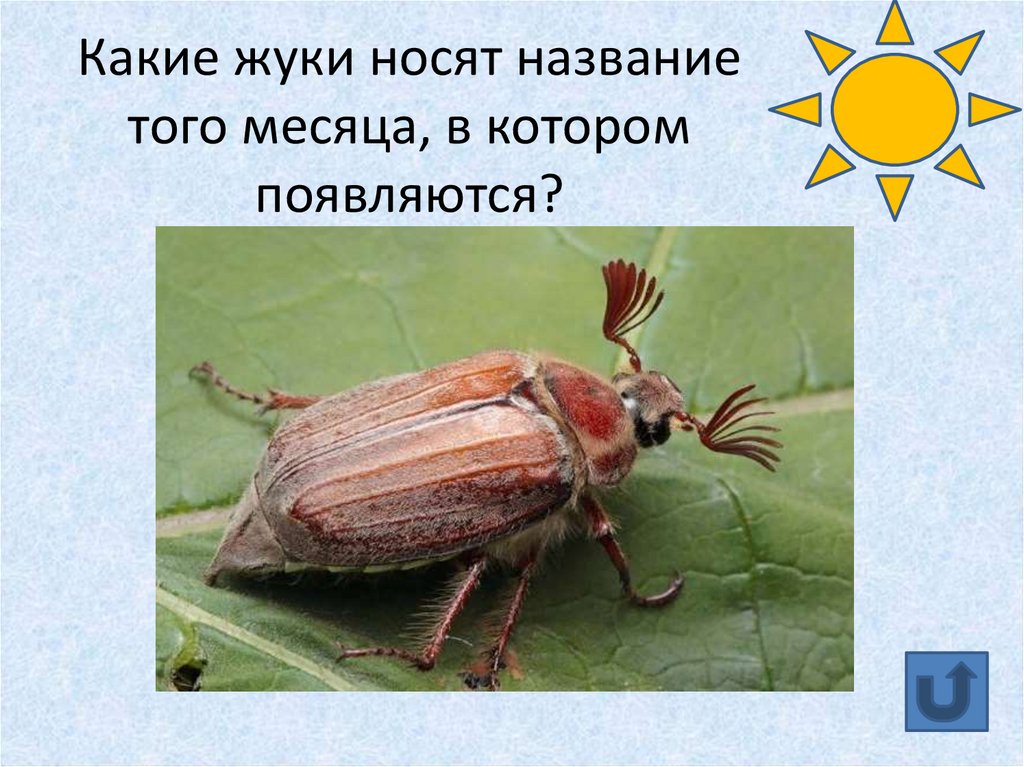 Какие жуки носят название того месяца, в котором появляются?
