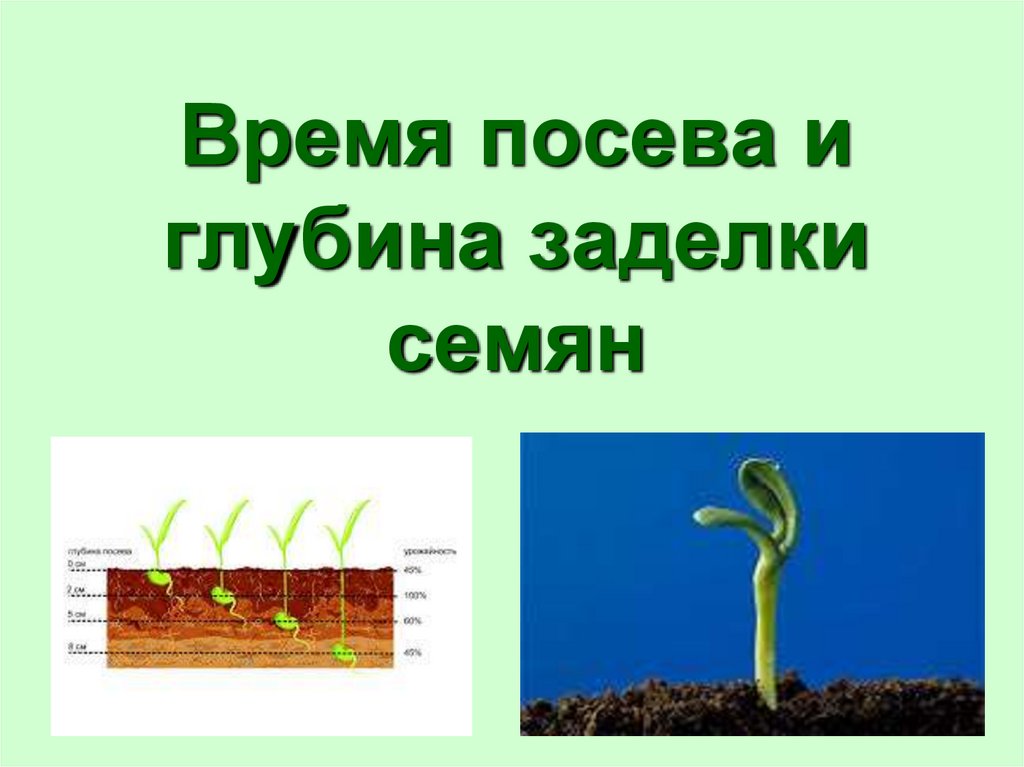 Посев семян биология. Глубина заделки семян. Глубина посева семян. Посев семян глубина заделки семян. Глубина посева для прорастания семян.