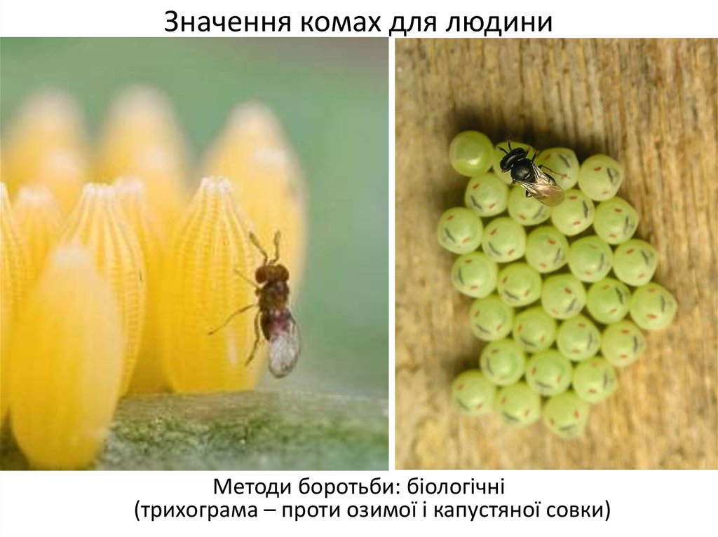 Значення комах для людини