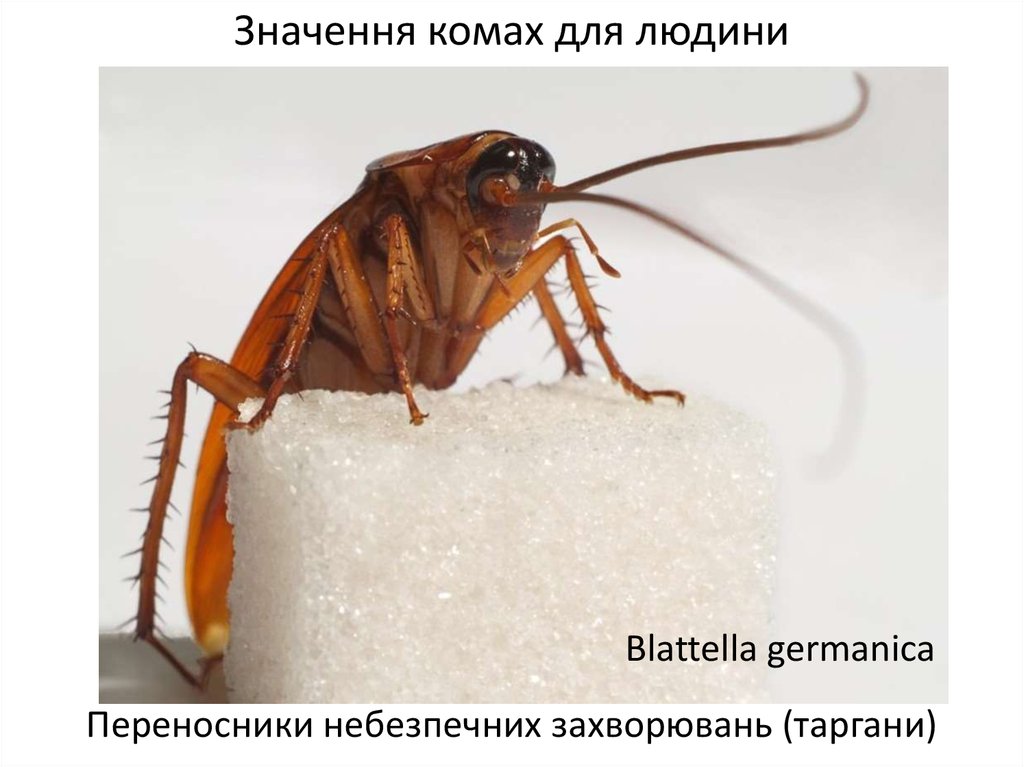 Значення комах для людини