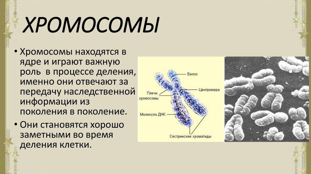Совокупность хромосом называется