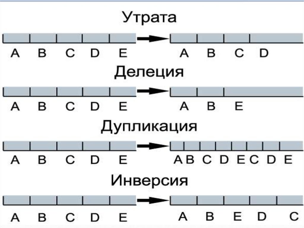 Удвоение участка хромосомы какая мутация. Инверсия, транслокация, делеция,дупликация примеры. Делеция хромосом схема. Схема хромосомные мутации делеция. Делеция дупликация инверсия транслокация.