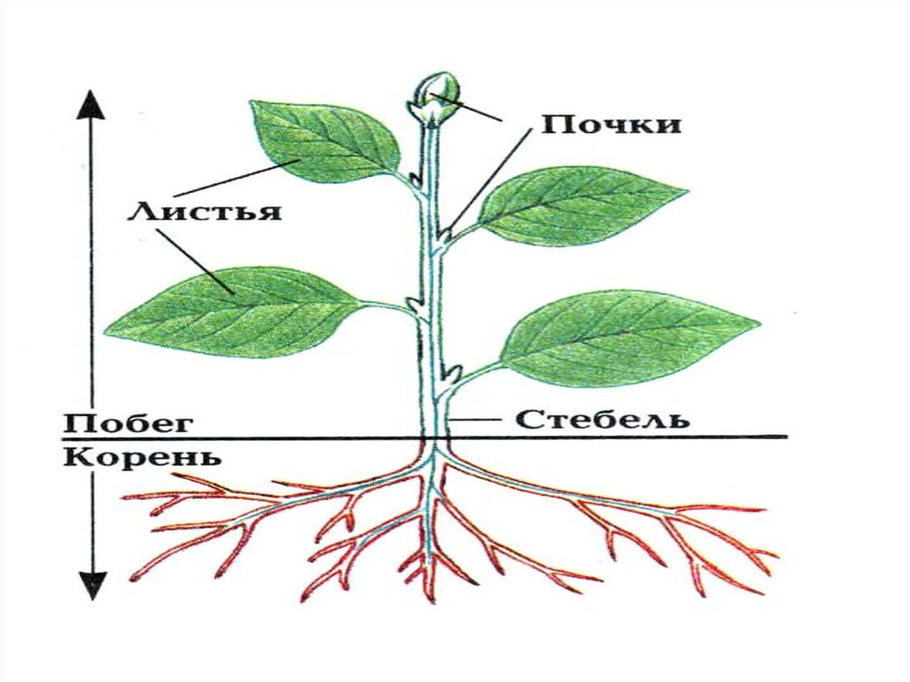 Части растения гороха схема