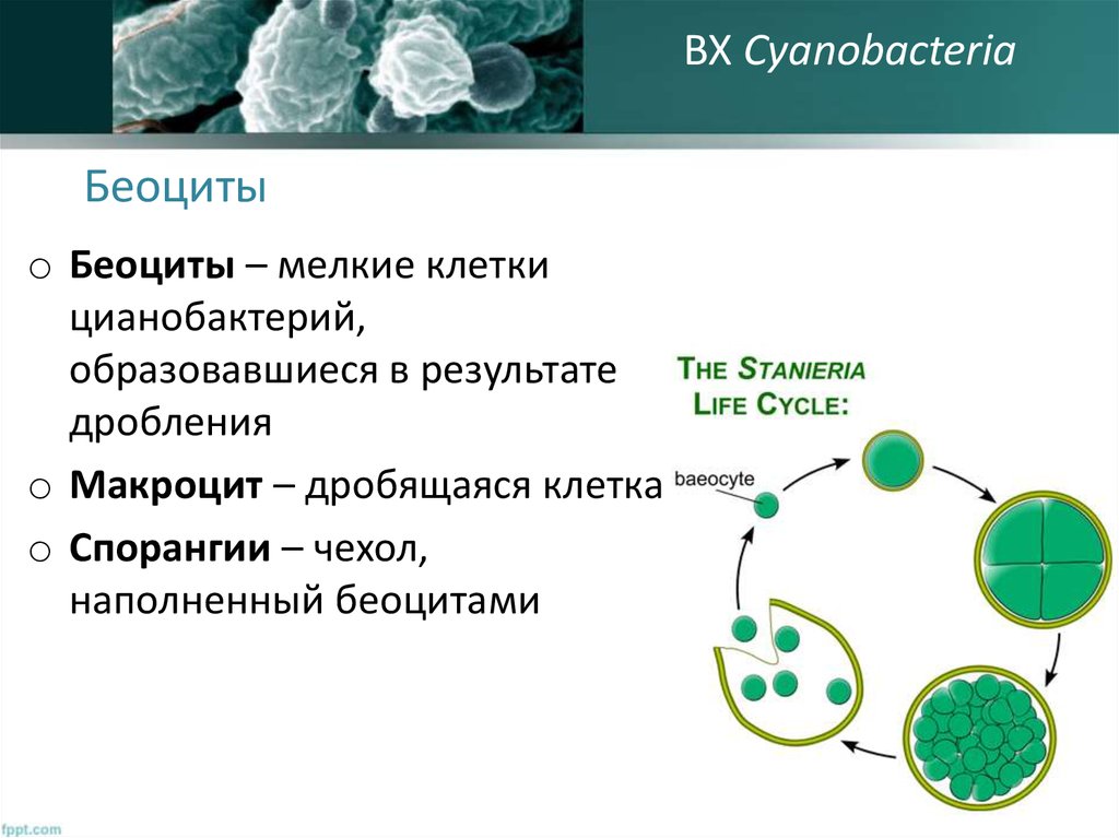Группы организмов цианобактерии. Цианобактерия размножение. Жизненный цикл цианобактерий схема. Синезелёные водоросли цианобактерии. Беоциты у цианобактерий.