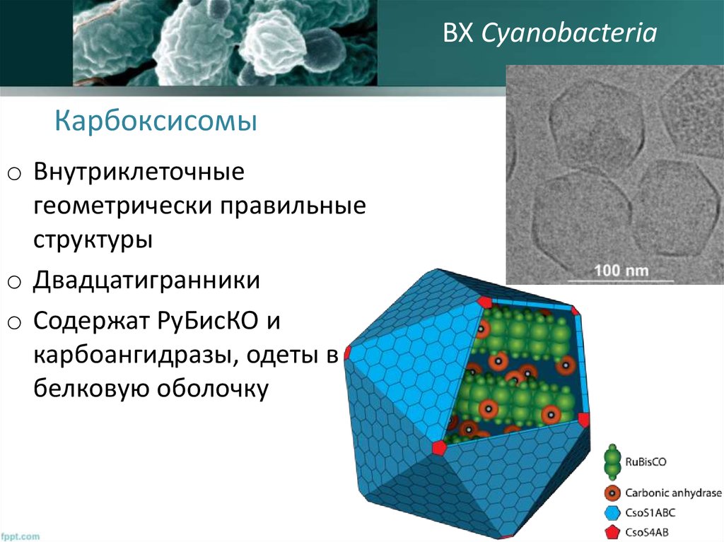 Хлорофилл цианобактерий