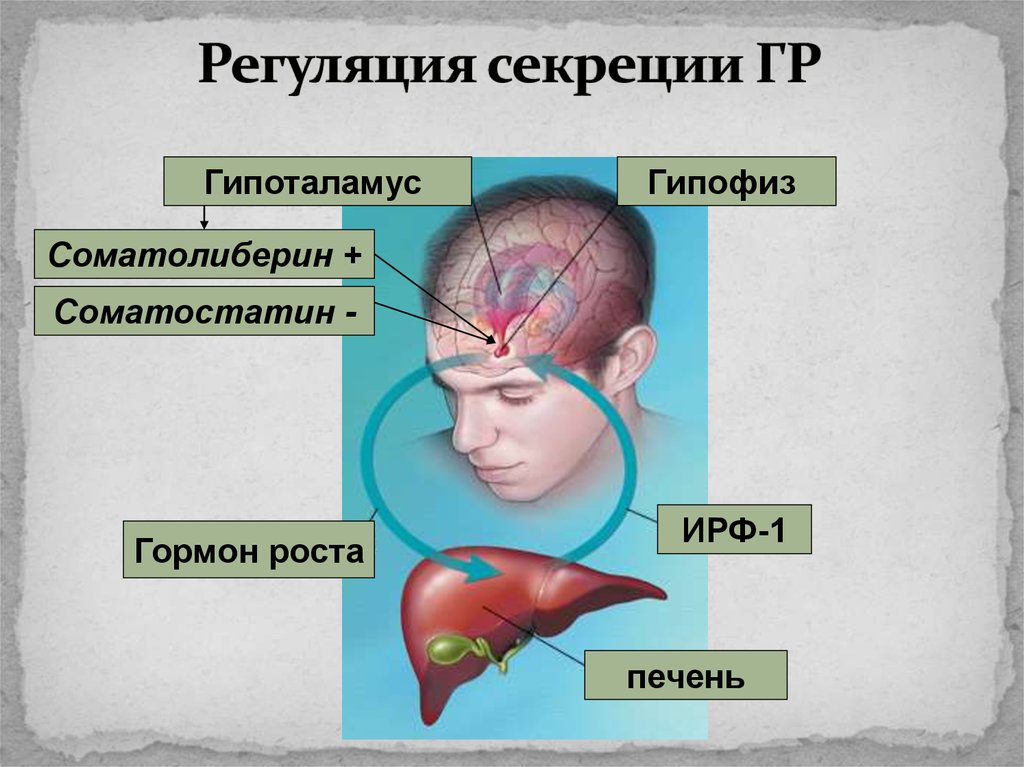 Какой гормон головной мозг. Гипофиз гипофиз гипоталамус. Расположение гипоталамуса и гипофиза. Заболевания гипофиза и гипоталамуса. Гормоны гипоталамуса и гипофиза.