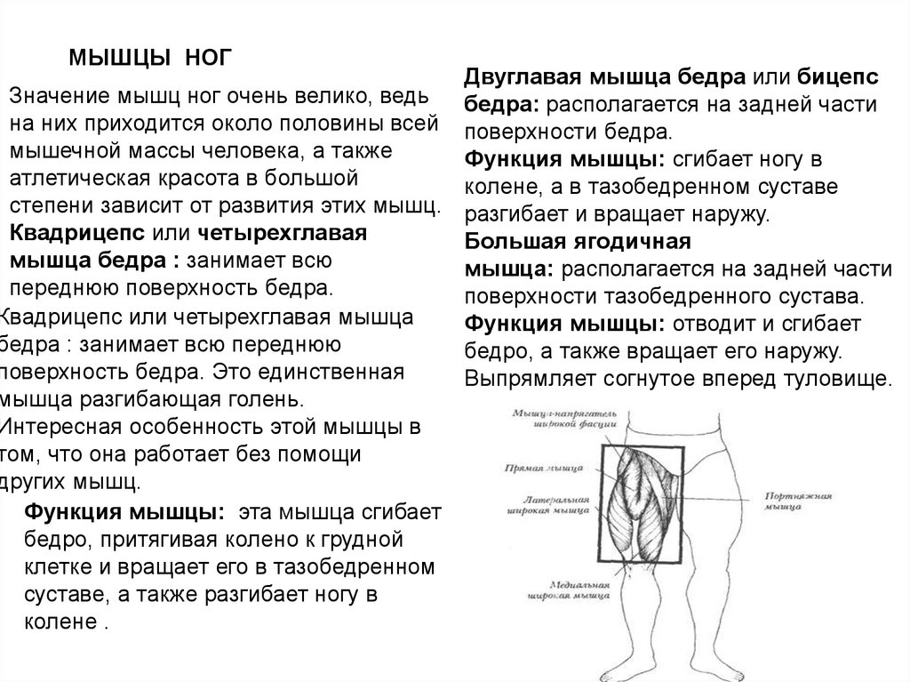 Характеристика массы людей. Значение мышц. Значение мышц для человека. Мышцы ног названия. Мышцы бедра и голени анатомия таблица.