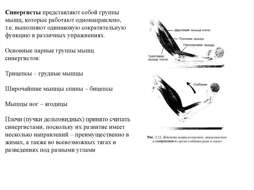 Мышцы синергисты. Мышцы антагонисты и синергисты таблица анатомия. Синергисты это анатомия. Мышцы антагонисты примеры таблица. Мышцы синергисты примеры.