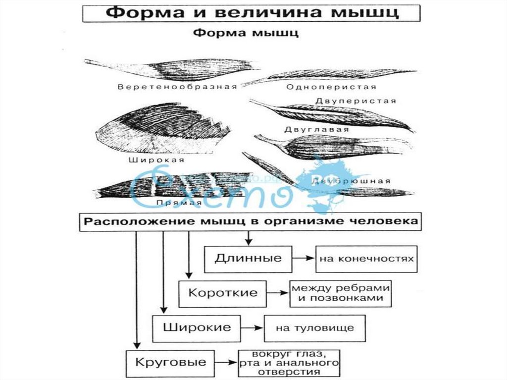 Общая анатомия мышц строение классификация. Форма и величина мышц. Кластер мышцы человека. Кластер мышцы человека строение. Форма и величина мышц 8 класс биология.