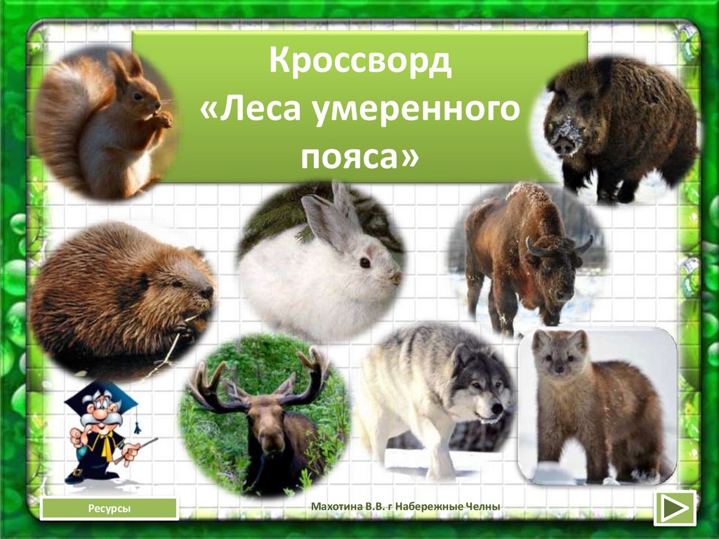 Животные умеренного пояса