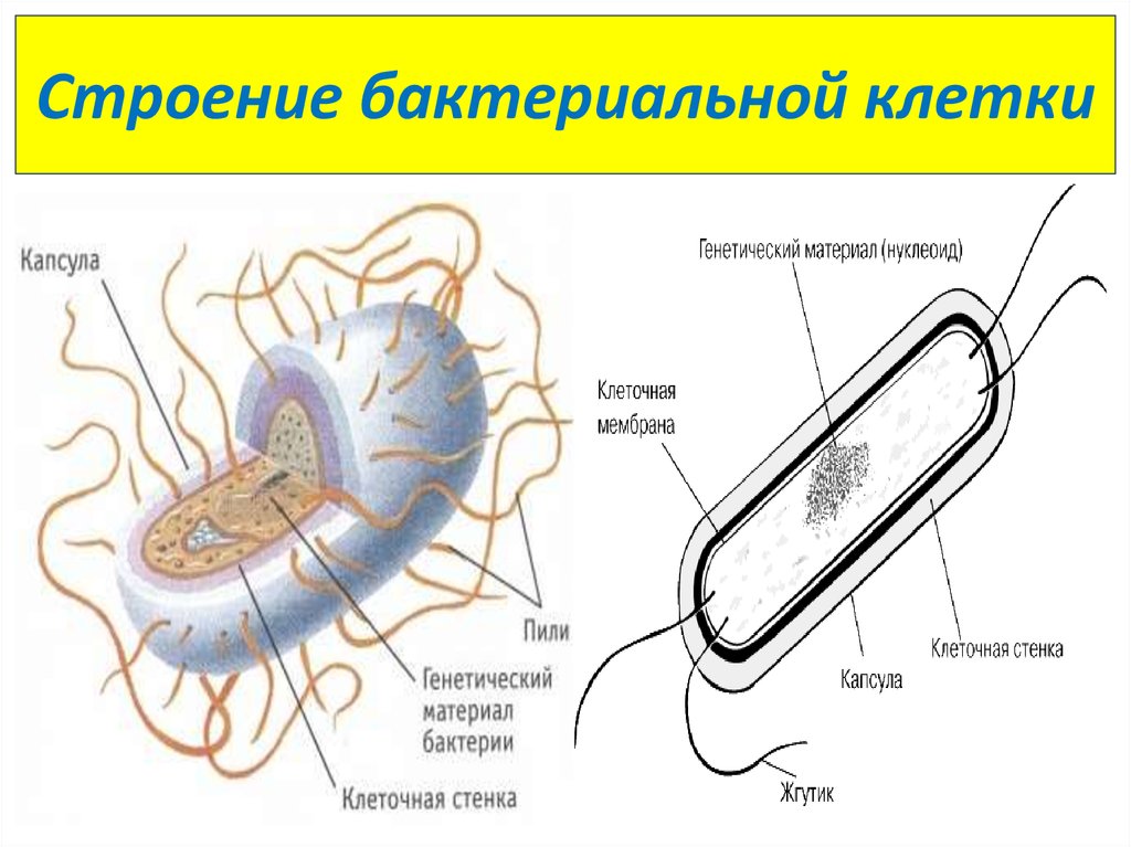 Прокариоты клеточной мембраны. Нуклеоид бактериальной клетки строение. Структура строения бактериальной клетки. Структура бактериальной клетки нуклеоид. Складки мембраны бактериальной клетки называются.