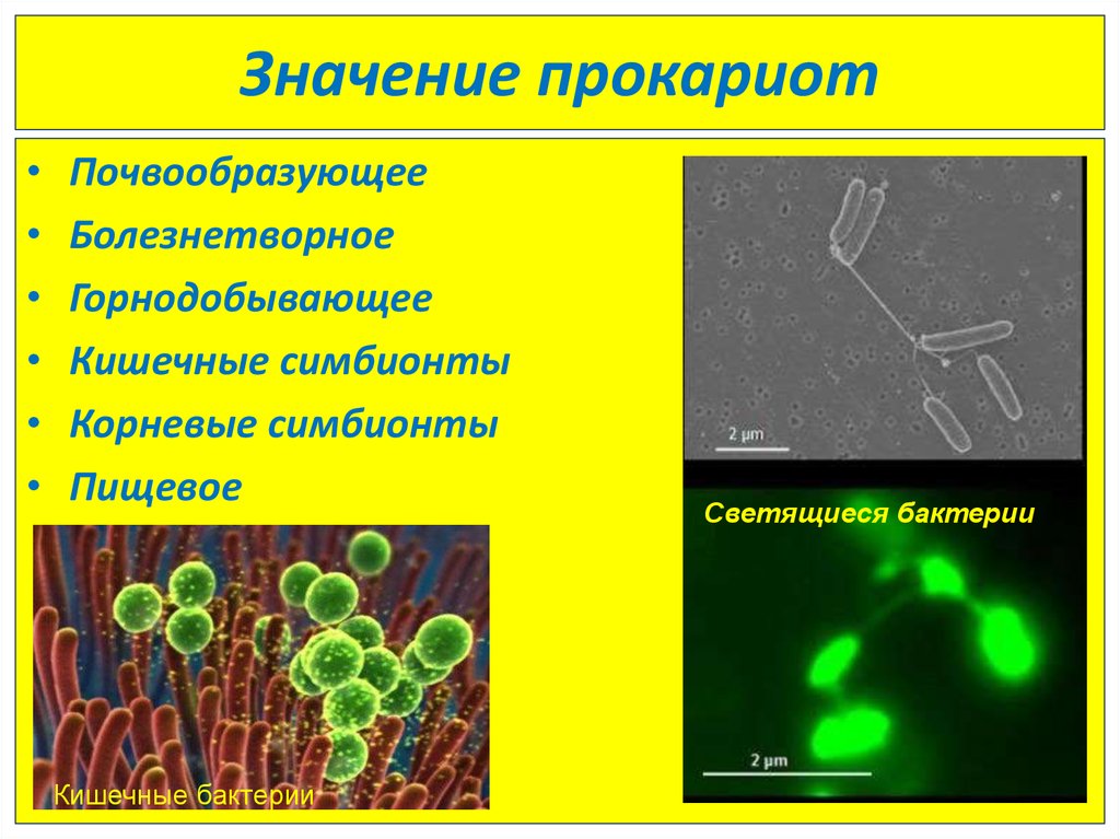 Формы жизни прокариоты. Роль прокариотической клетки в природе. Роль прокариот в природе. Роль прокариот в жизни человека.