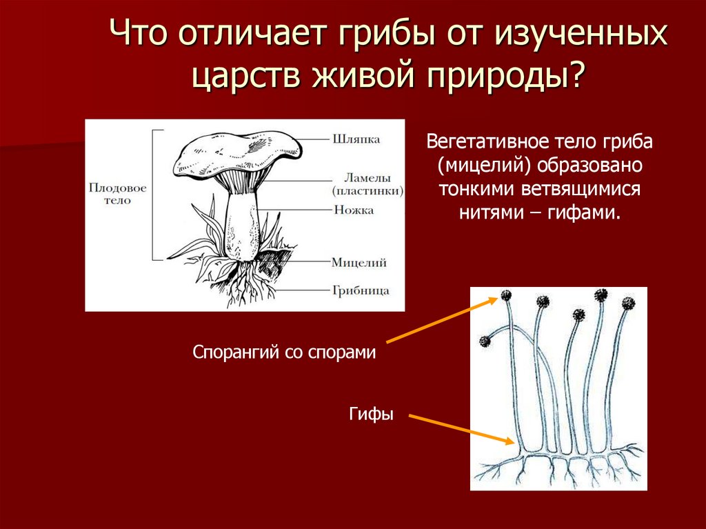 Вегетативное тело грибов состоит из