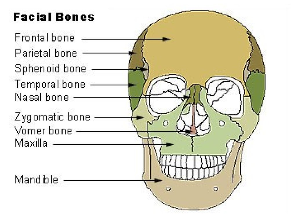 what is the only bone of the skull that moves