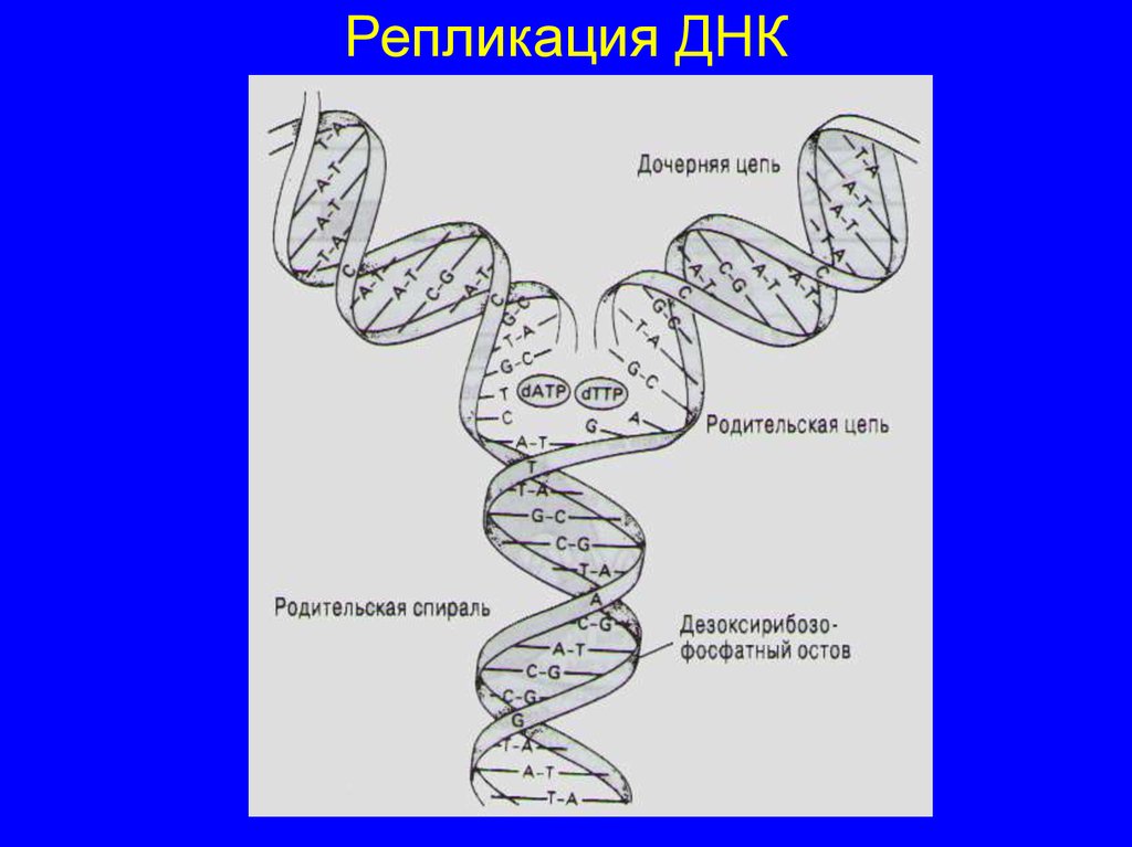 Дочерняя цепь днк. Дочерние ДНК. Репликация ДНК рисунок. Образование дочерних ДНК. Изобразите схематично репликацию ДНК.