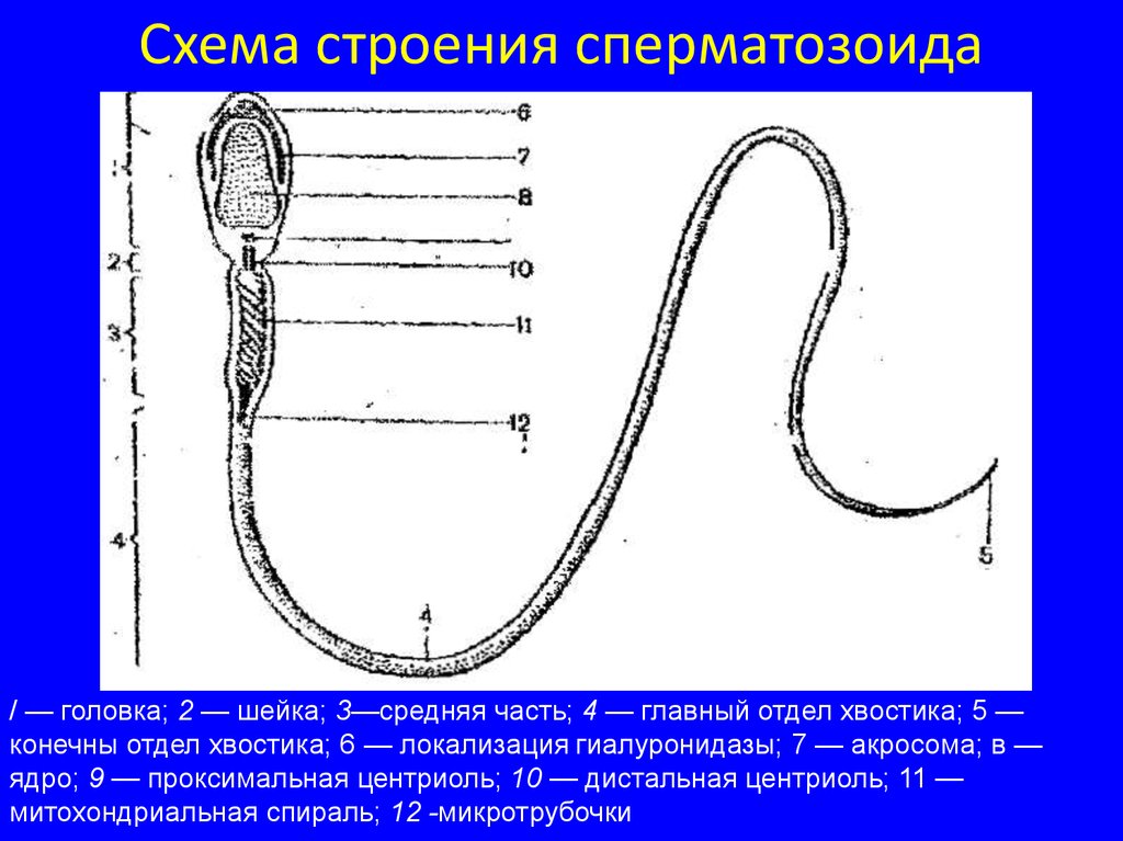 Схема строения спермия