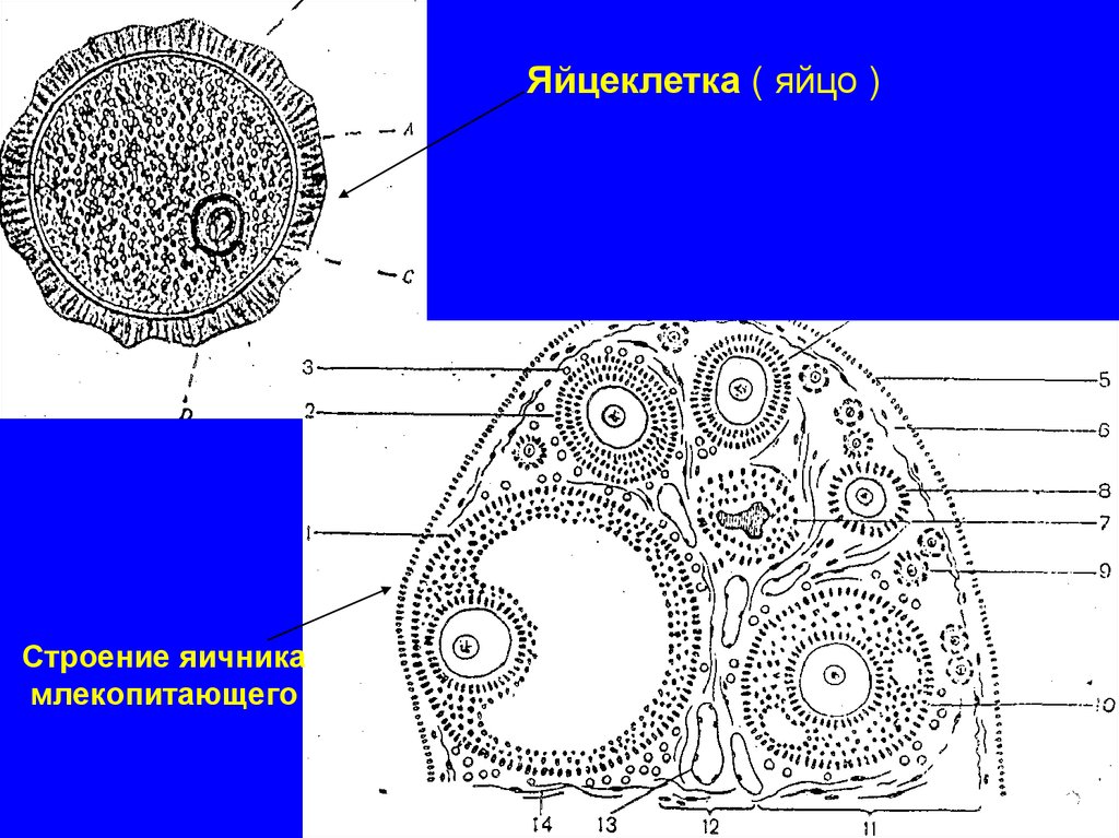 Яичник у млекопитающих. Яичник млекопитающего гистология. Строение яичника млекопитающих. Строение яйцеклетки млекопитающего. Строение яичника.