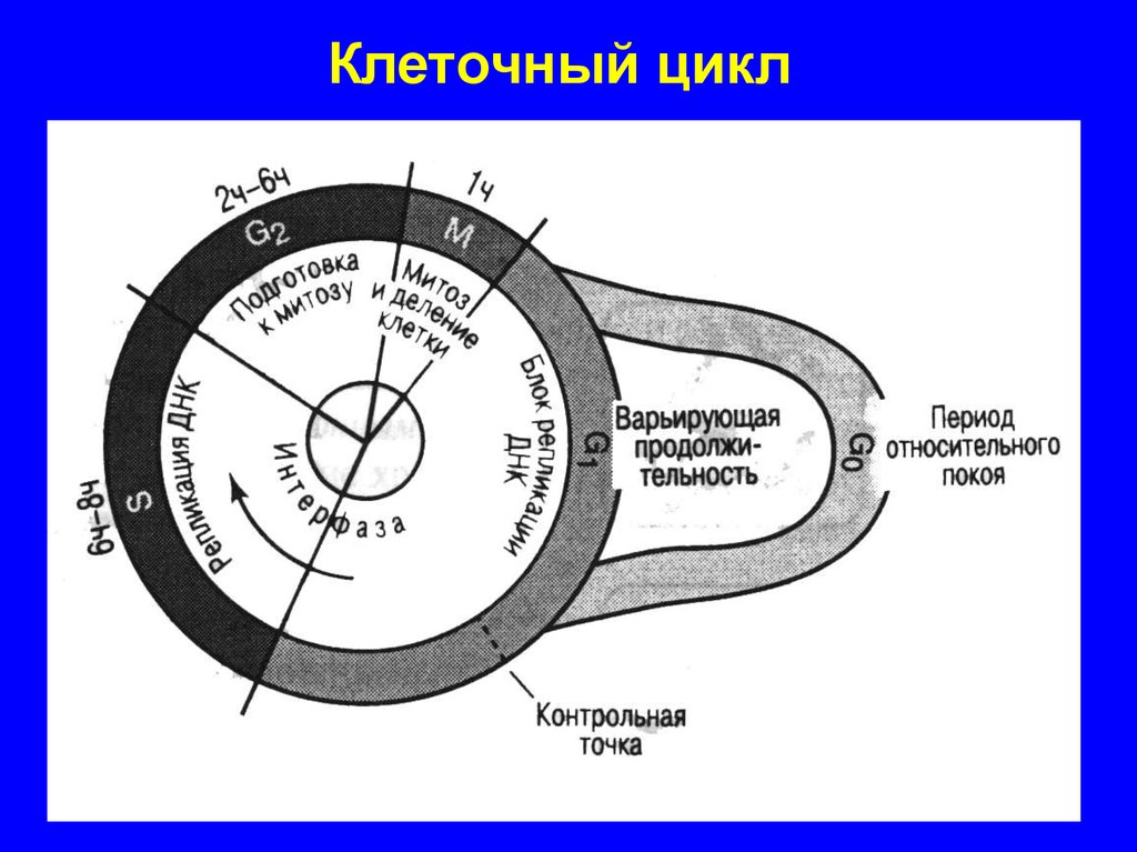 Клеточный цикл схема