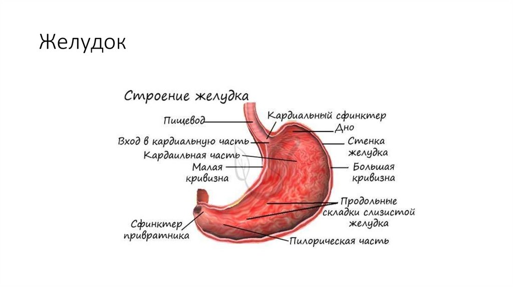 Тонкий желудок строение. Строение желудка 8 класс. Пищеварительная система желудок.