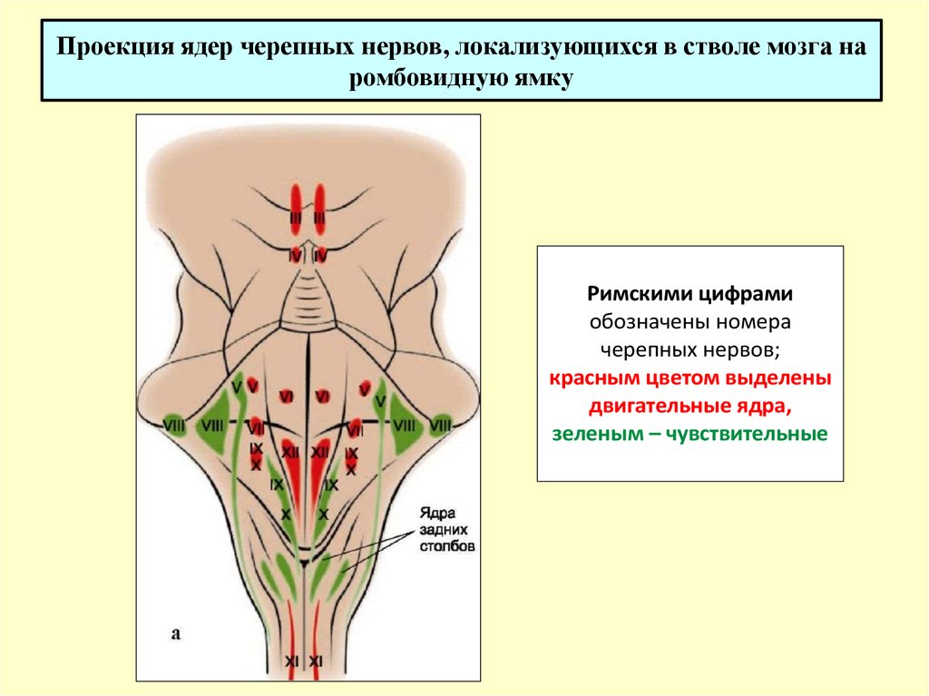 Проекция ядер на ромбовидную ямку схема