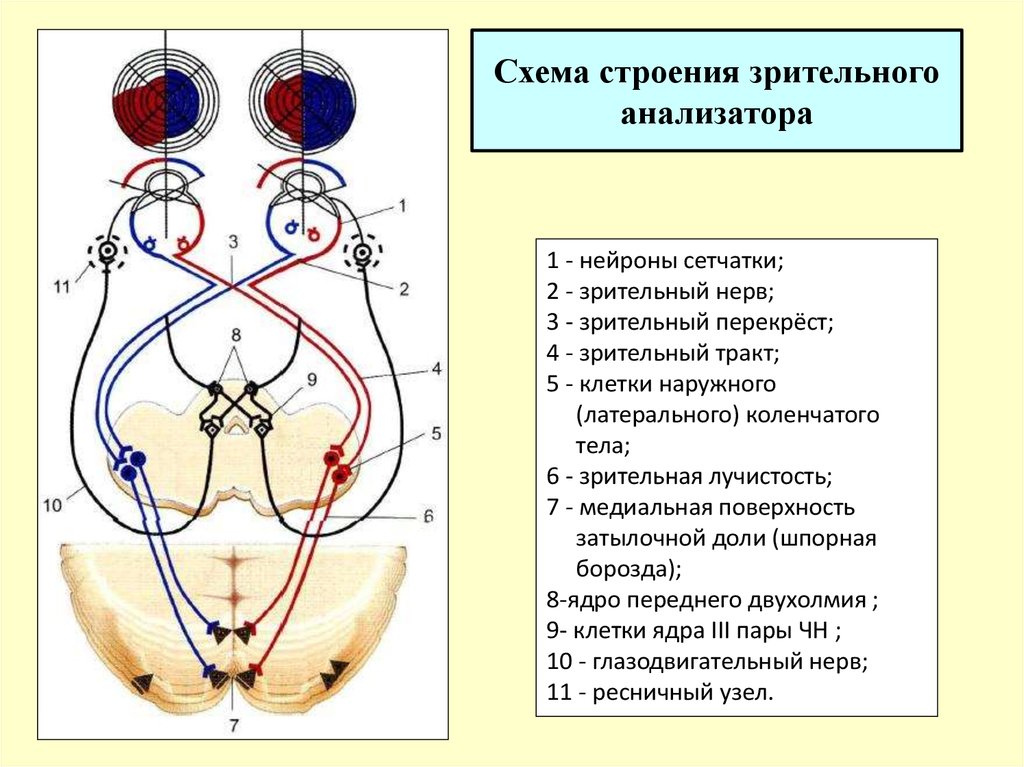 Путь зрительного нерва схема