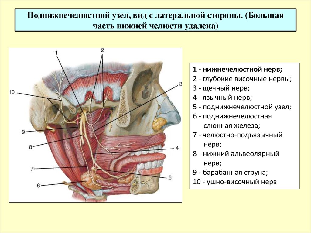 Нижнечелюстной лимфоузел. Челюстно-подъязычный нерв иннервирует. Анатомия нижней челюсти человека мягкие ткани.