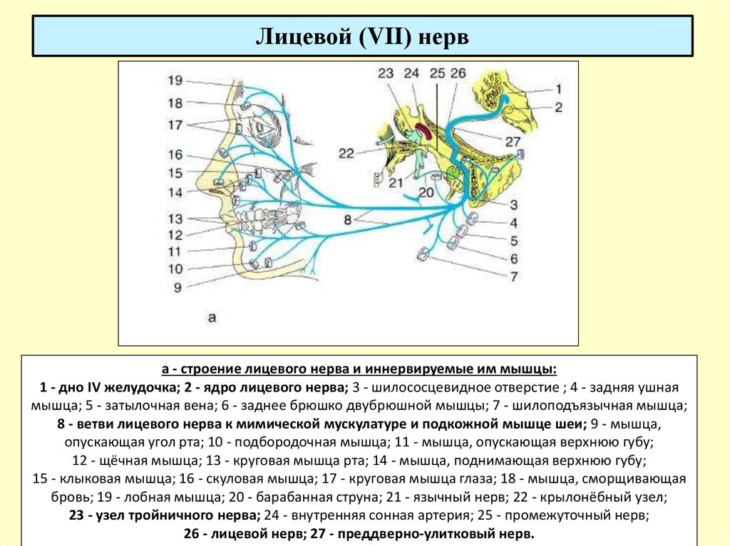 Промежуточный черепной нерв. Лицевой нерв неврология схема. Ветви лицевого нерва схема. Лицевой нерв строение ядра. Топография ядер тройничного нерва.