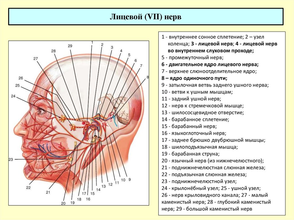 Схема лицевых нервов