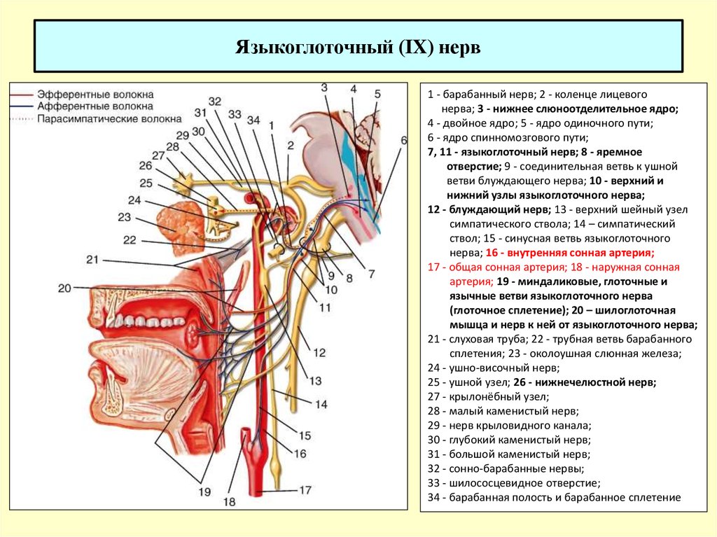 Неприятный нерв. Ветви языкоглоточного нерва анатомия. Языкоглоточный нерв ветви иннервация. Верхний узел языкоглоточного нерва. Ответвления блуждающего нерва.