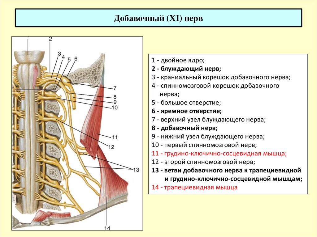 11 черепной нерв. 11 Пара черепных нервов добавочный нерв. 11 Пара добавочный нерв ЧМН. Добавочный нерв ядра схема. Черепной корешок добавочного нерва.