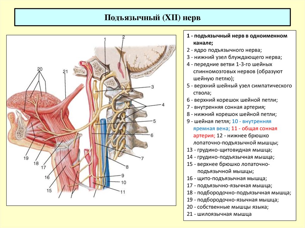 Затылочные нервы анатомия фото