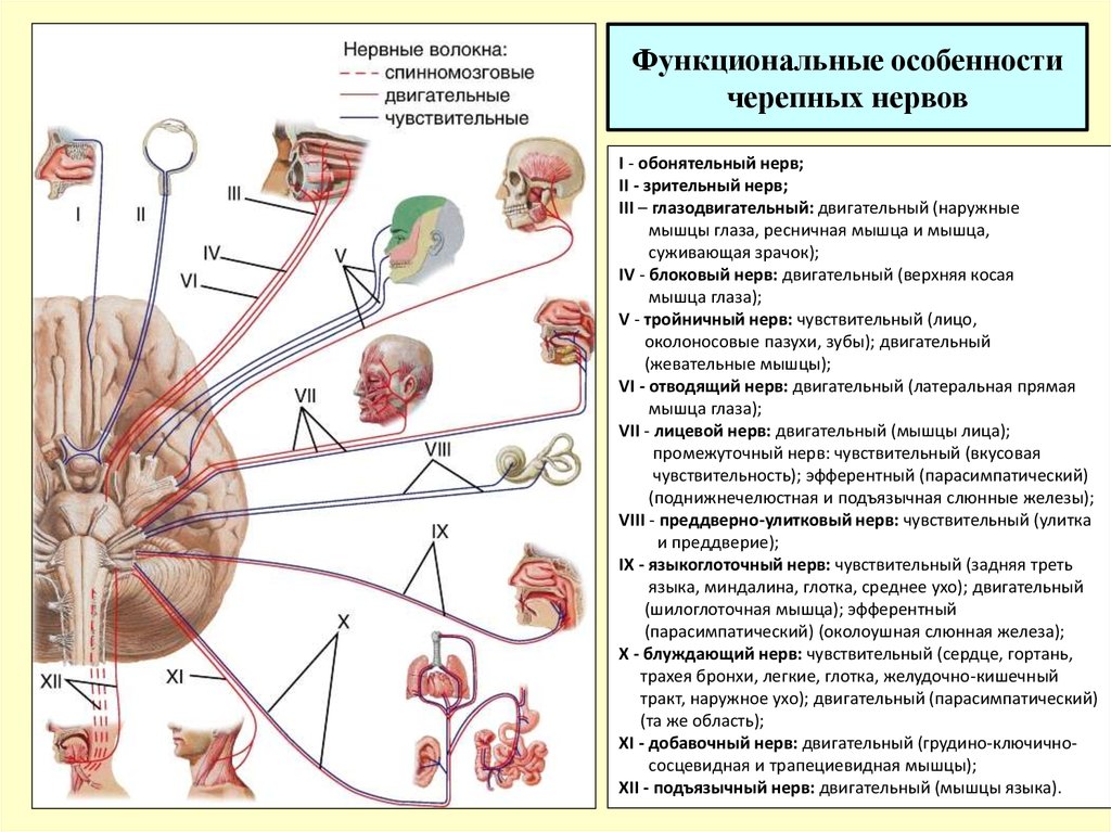 Черепные нервы человека относят к. ЧМН 12 пар. Черепно мозговые нервы функции. Двигательные волокна черепных нервов. 12 Пар черепно мозговых нервов анатомия.