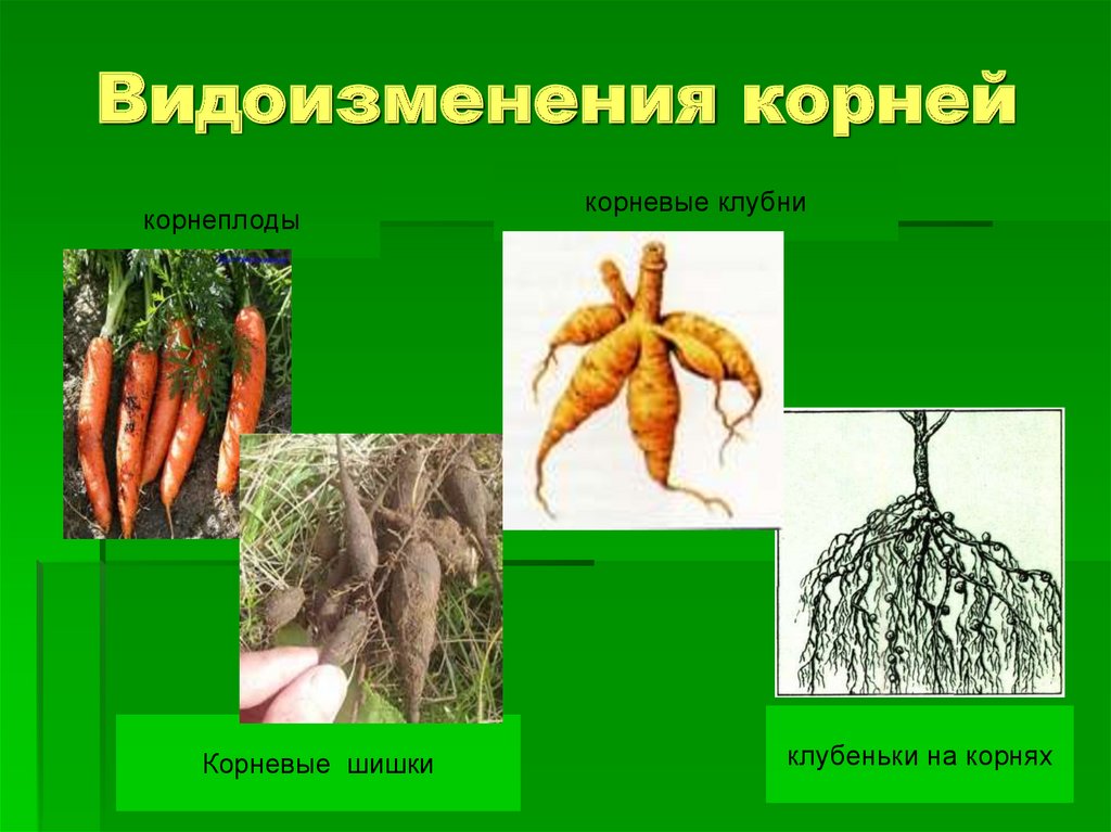 Презентация на тему корнеплоды