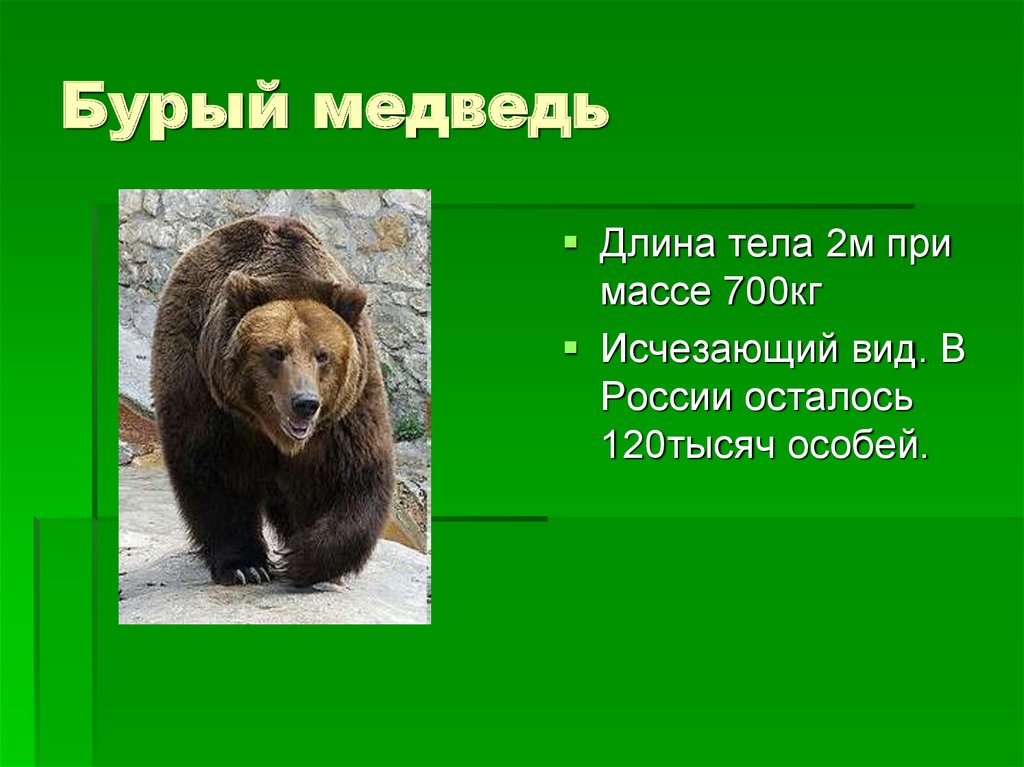 Бурый медведь тело. Бурый медведь Размеры. Масса бурого медведя. Бурый медведь вес. Бурый медведь вес и рост.