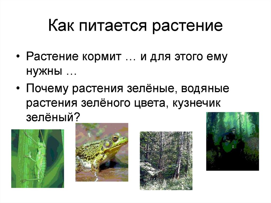 Какими растениями питается