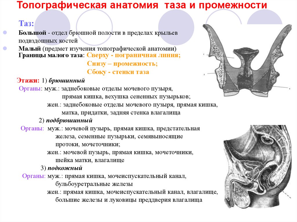 Органы малого таза у мужчин анатомия фото с названиями