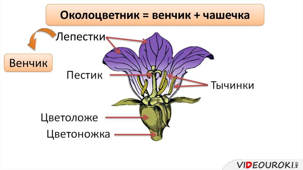 Лепестки образуют венчик. Цветок биология венчик. Цветок околоцветник чашечка. Чашечку и венчик биология. Строение цветка венчик.