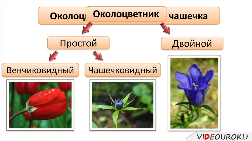 Околоцветник простой класс. Двойной околоцветник чашечка и венчик. Околоцветник чашечка. Чашечка двойного околоцветника. Простой и сложный околоцветник.