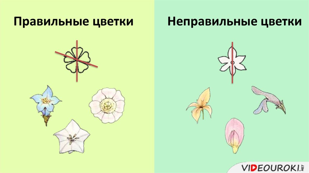 Почему цветок неправильный. Правильные и неправильные цветки. Правильный цветок и неправильный цветок. Симметричный цветок. Правильный околоцветник.