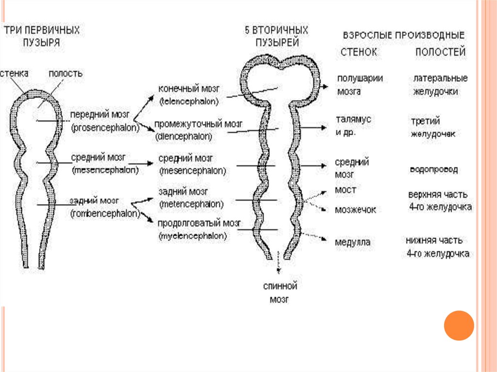 Схема развития головного мозга