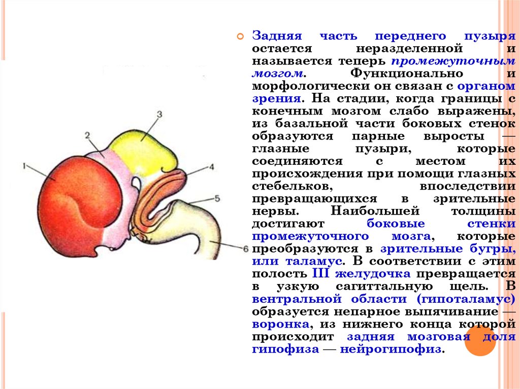 Задний мозг презентация