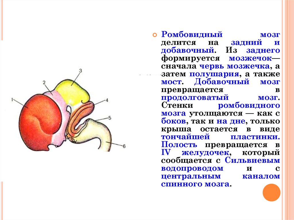 Задний мозг презентация