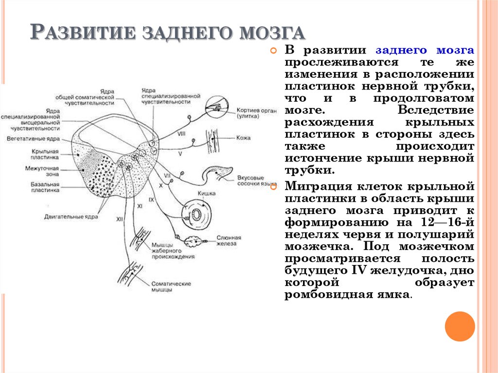 Передний задний мозг. Развитие заднего мозга. Задний мозг развивается. Основные функции заднего мозга. Ядра заднего мозга.